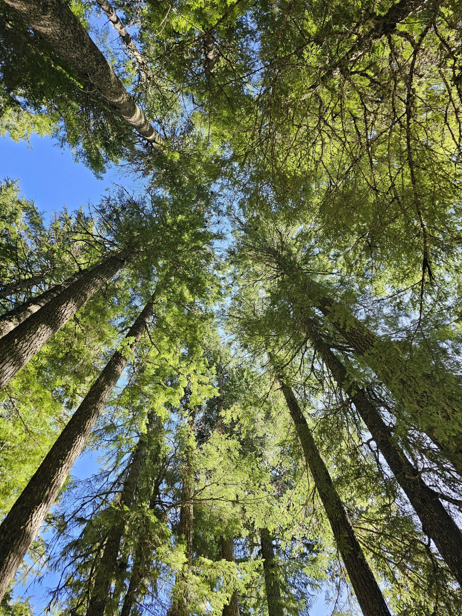 Majestic tall evergreen trees reaching towards the sky in Crescent, Oregon forest.